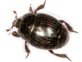 Margarinotus purpurascens